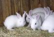 Разведение кроликов как бизнес: особенности и перспективы Как открыть кролиководческую ферму