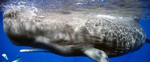 Самое большое современное животное. Синий кит. Крупнейшее млекопитающее на Земле Синии кит