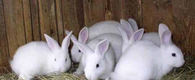 Кроличья ферма. Разведение кроликов как бизнес: особенности и перспективы Как открыть кролиководческую ферму